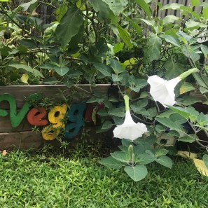 Moon Flower Vines